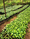 Revitalize Your Plants: Reusing Coffee Grounds as Fertilizer