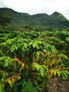 The SwissInfo article on Zimbabwe Coffee Industry